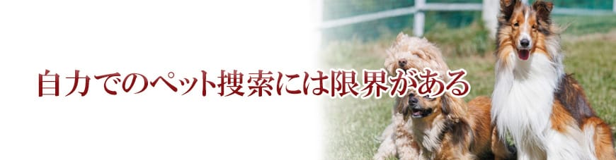【岡崎市　探偵】子ども見守り調査｜岡崎市で子ども見守り調査で探偵をお探しならスマイルエージェント岡崎にお任せください。